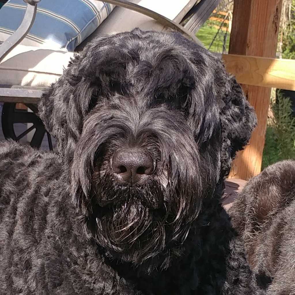 A picture of Beluga, a 7 years 3 months old Other dog.
