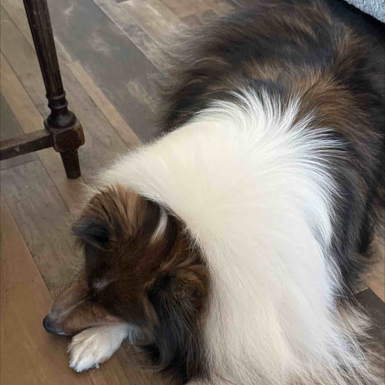 A picture of Sissy, a 6 years 7 months old Other dog.