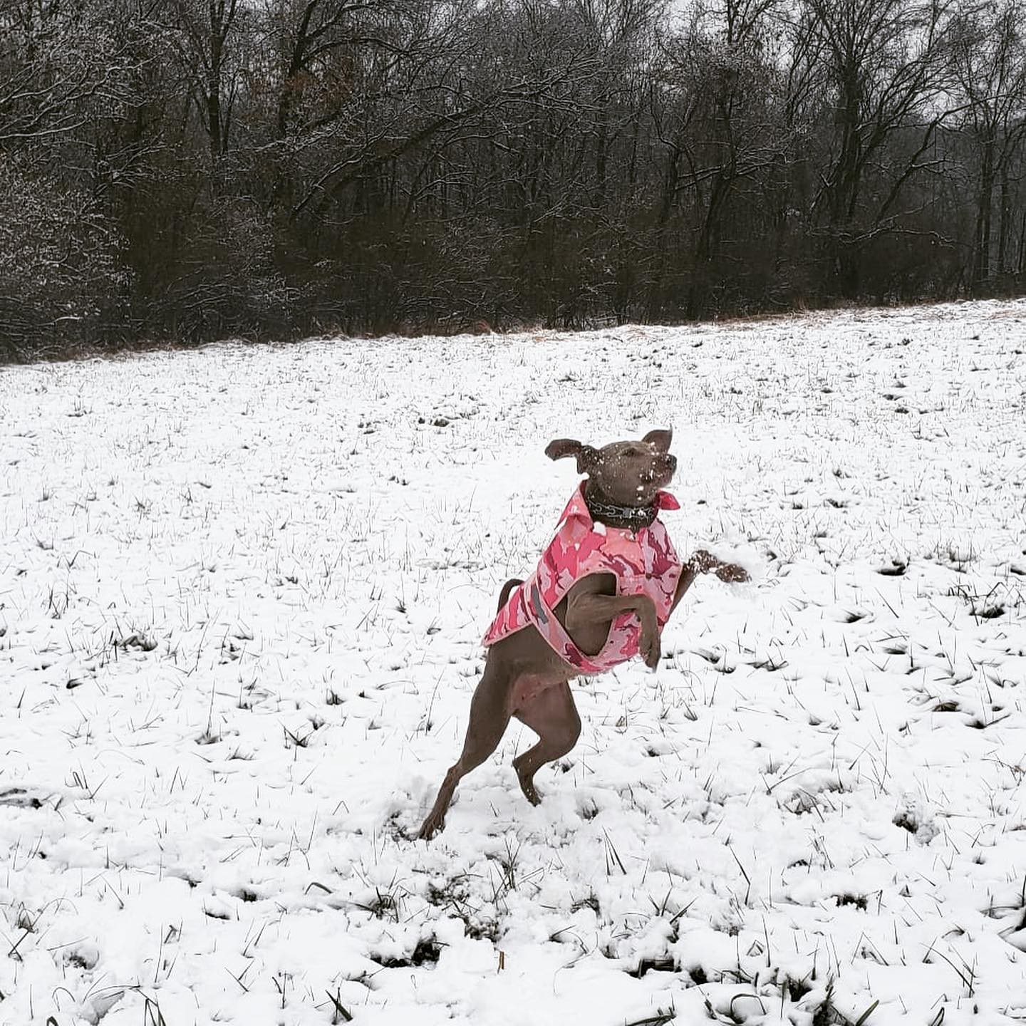 A picture of Monka, a 7 years 1 month old Other dog.