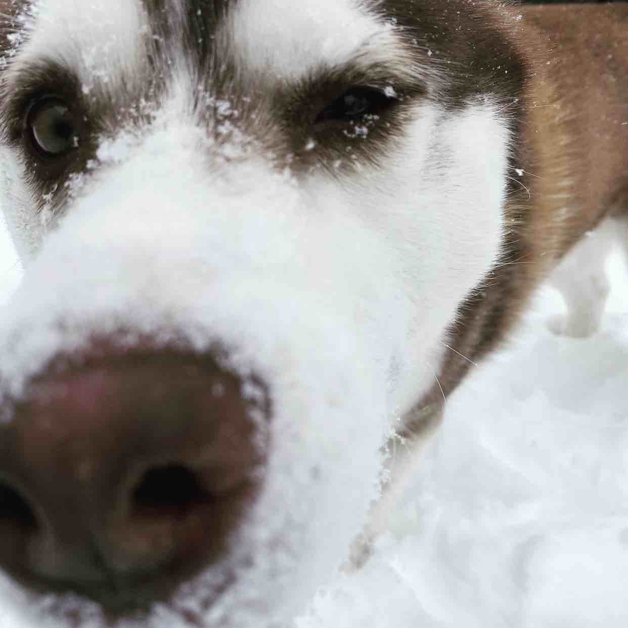 A picture of Sasuke, a 4 years 9 months old Other dog.