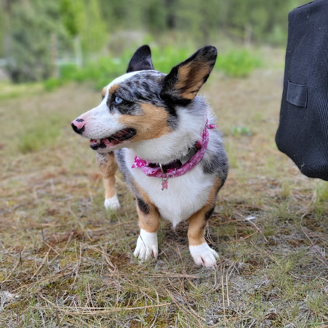 A picture of Lupa, a 6 years 3 months old Other Mix dog.