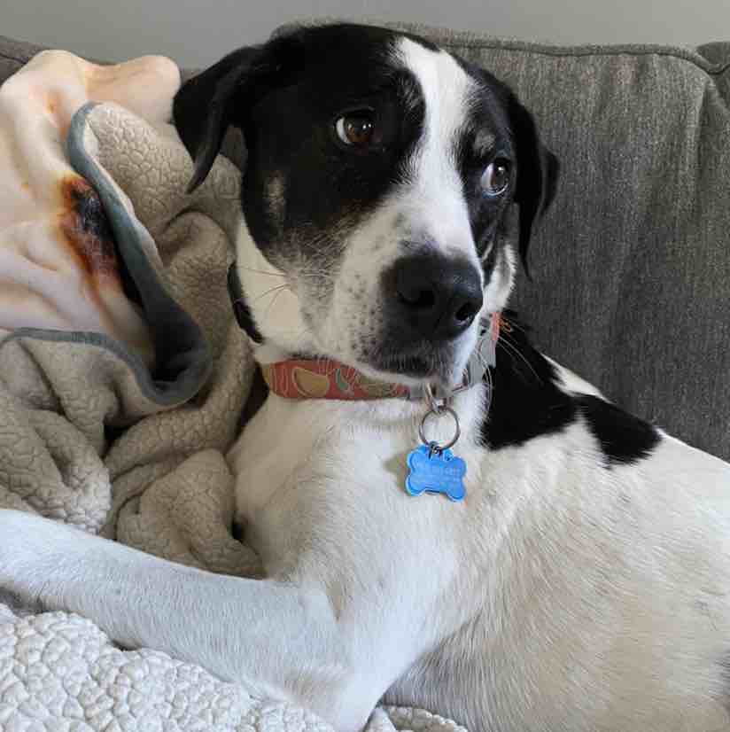 A picture of Chori, a 10 years old Other Mix dog.