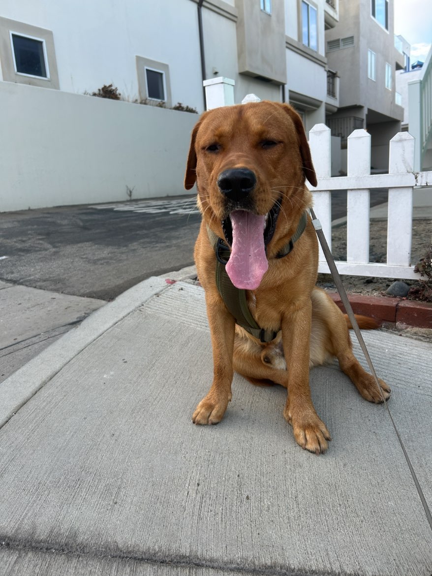 A picture of Charlie, a 1 year 2 months old Other dog.