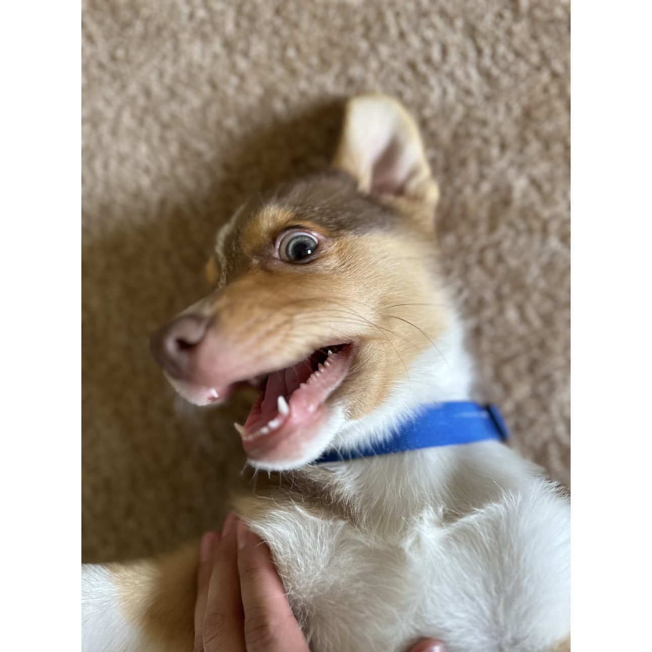 A picture of Nunu, a 1 year 5 months old Other Mix dog.