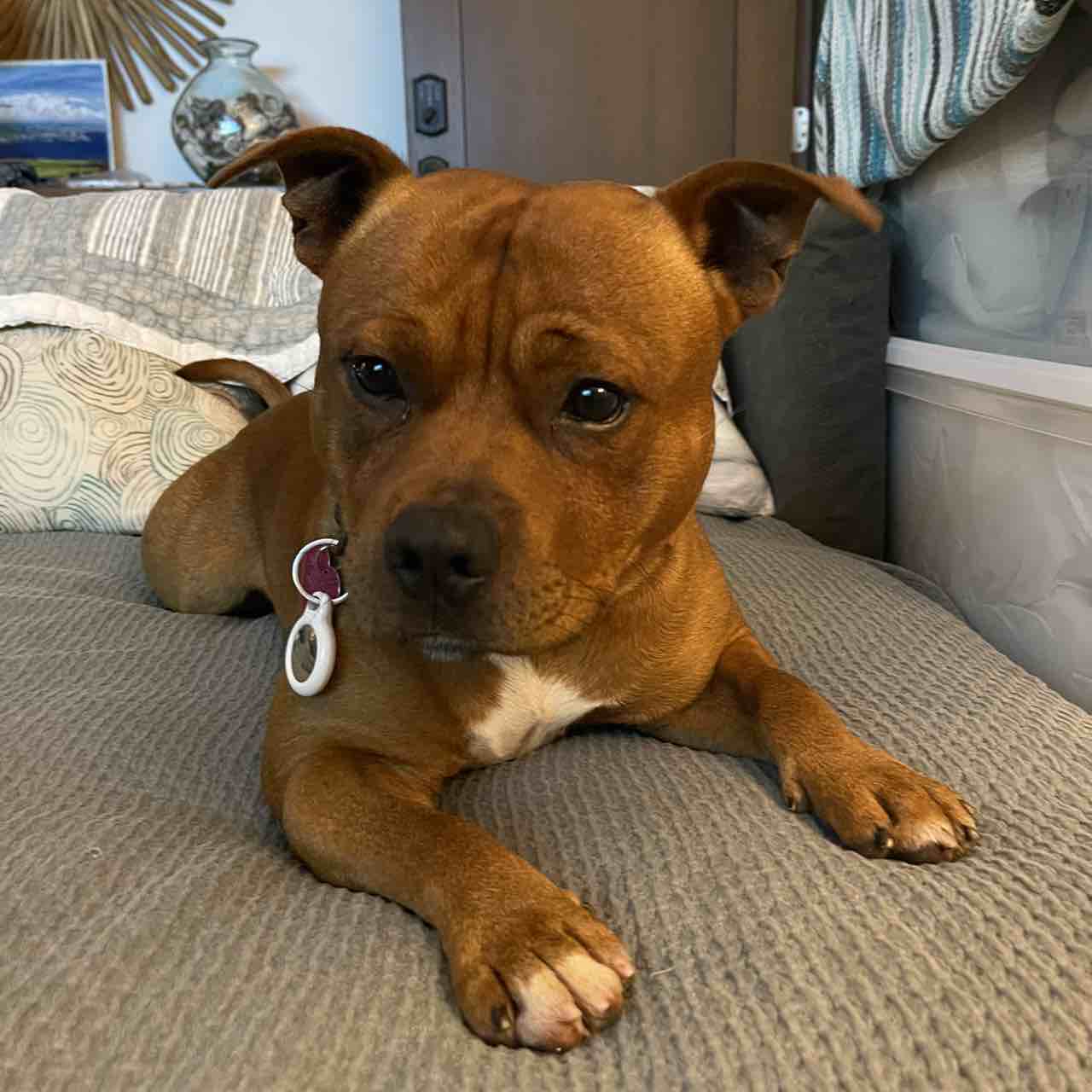 A picture of OG Bobby Johnson, a 4 years 5 months old Other dog.