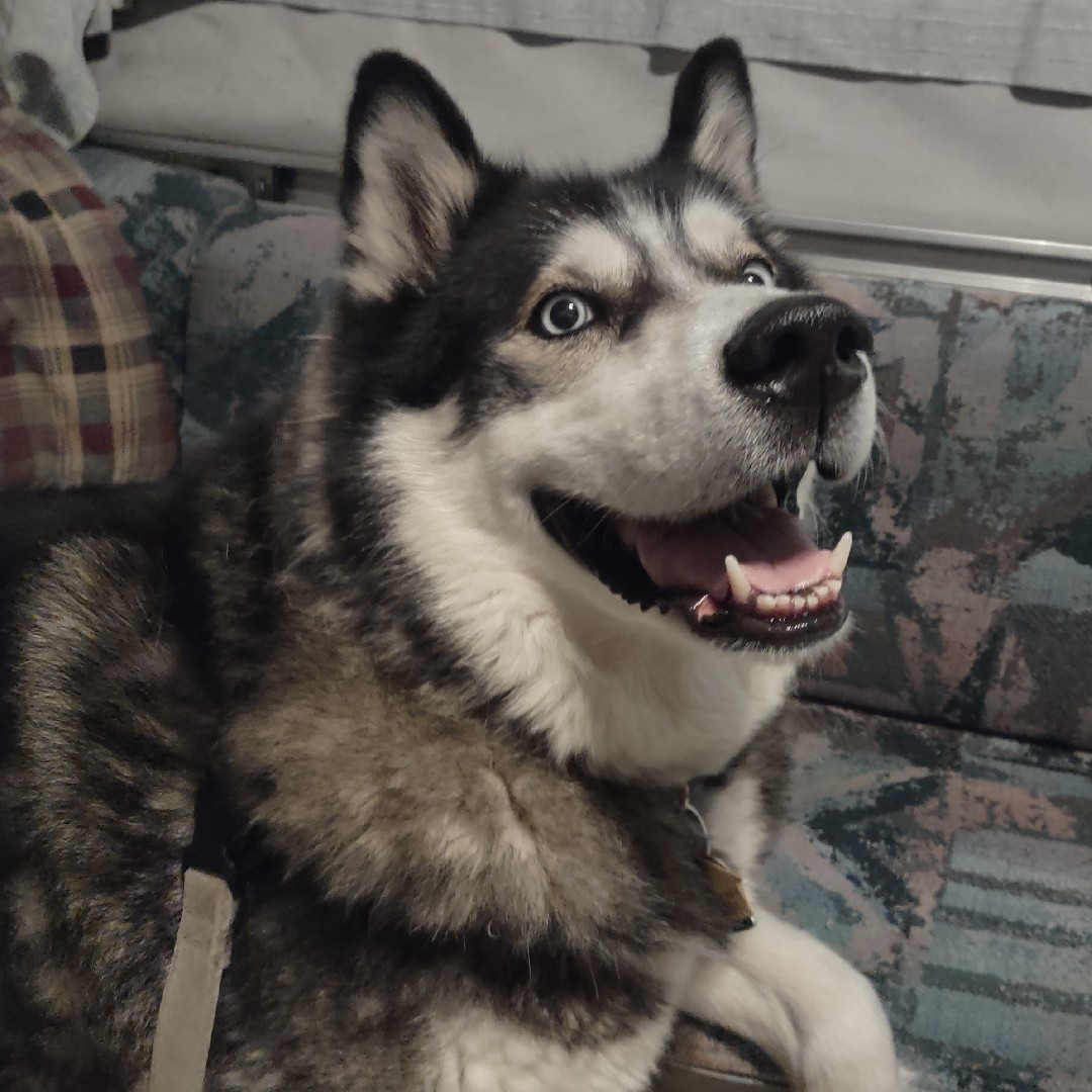 A picture of Akito, a 10 years 3 months old Other Mix dog.