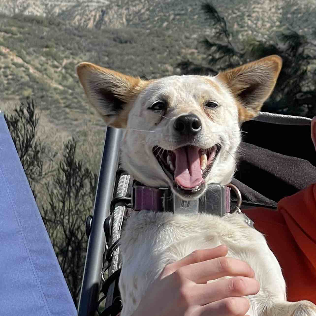A picture of Pippi, a 4 years 5 months old Other Mix dog.