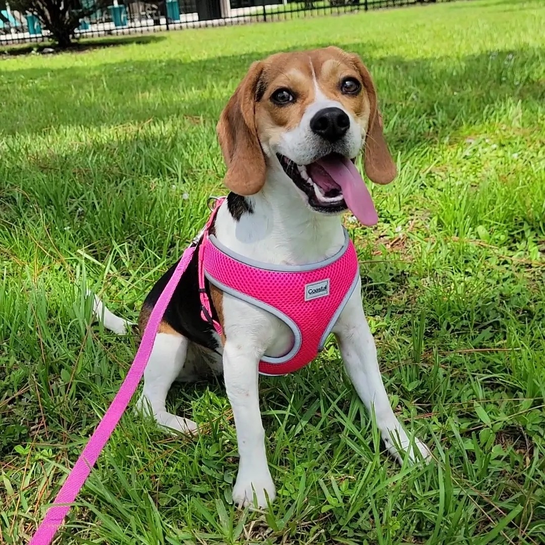 A picture of Brisa, a 3 years 9 months old Other dog.