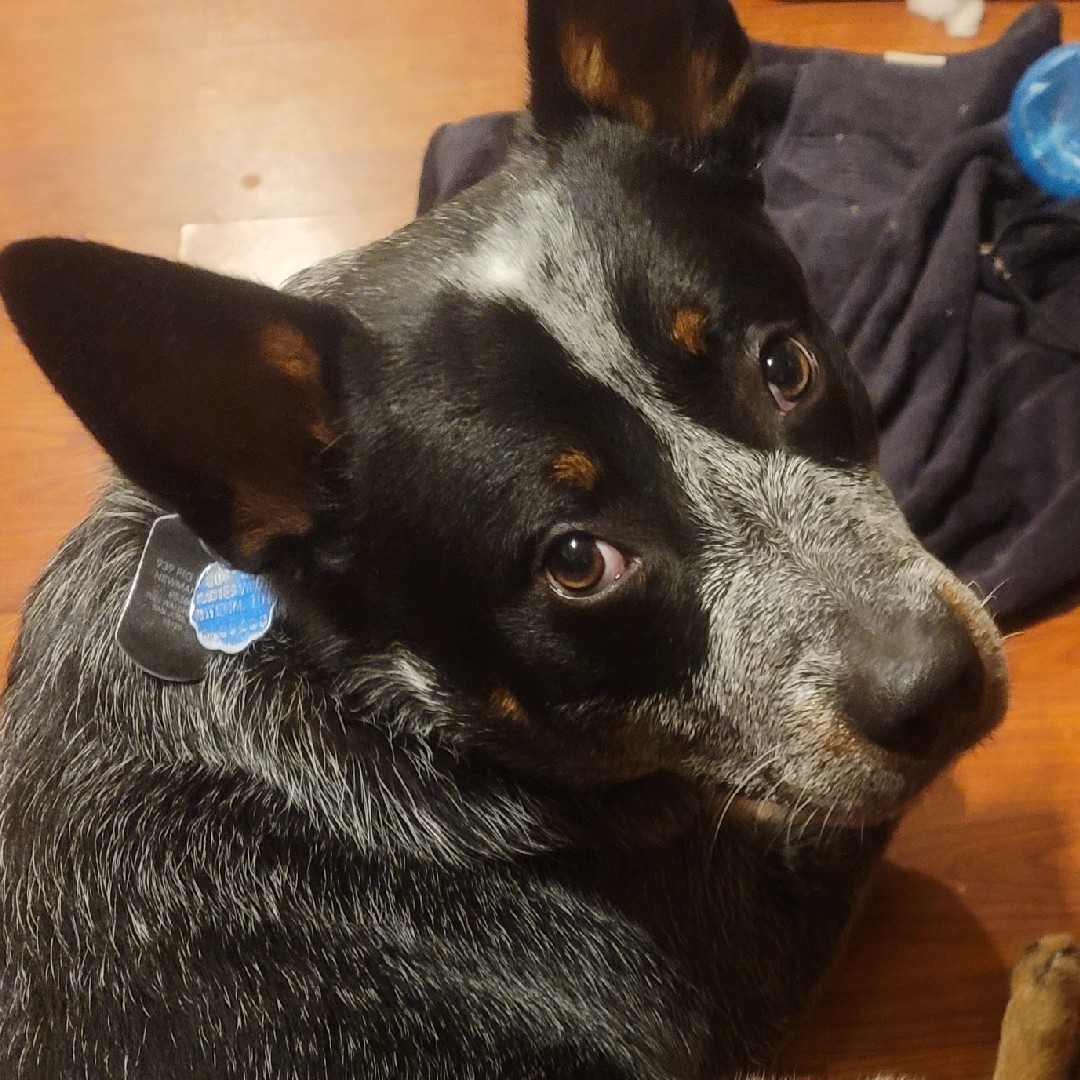 A picture of Hoban Washburn, a 4 years 5 months old Other dog.