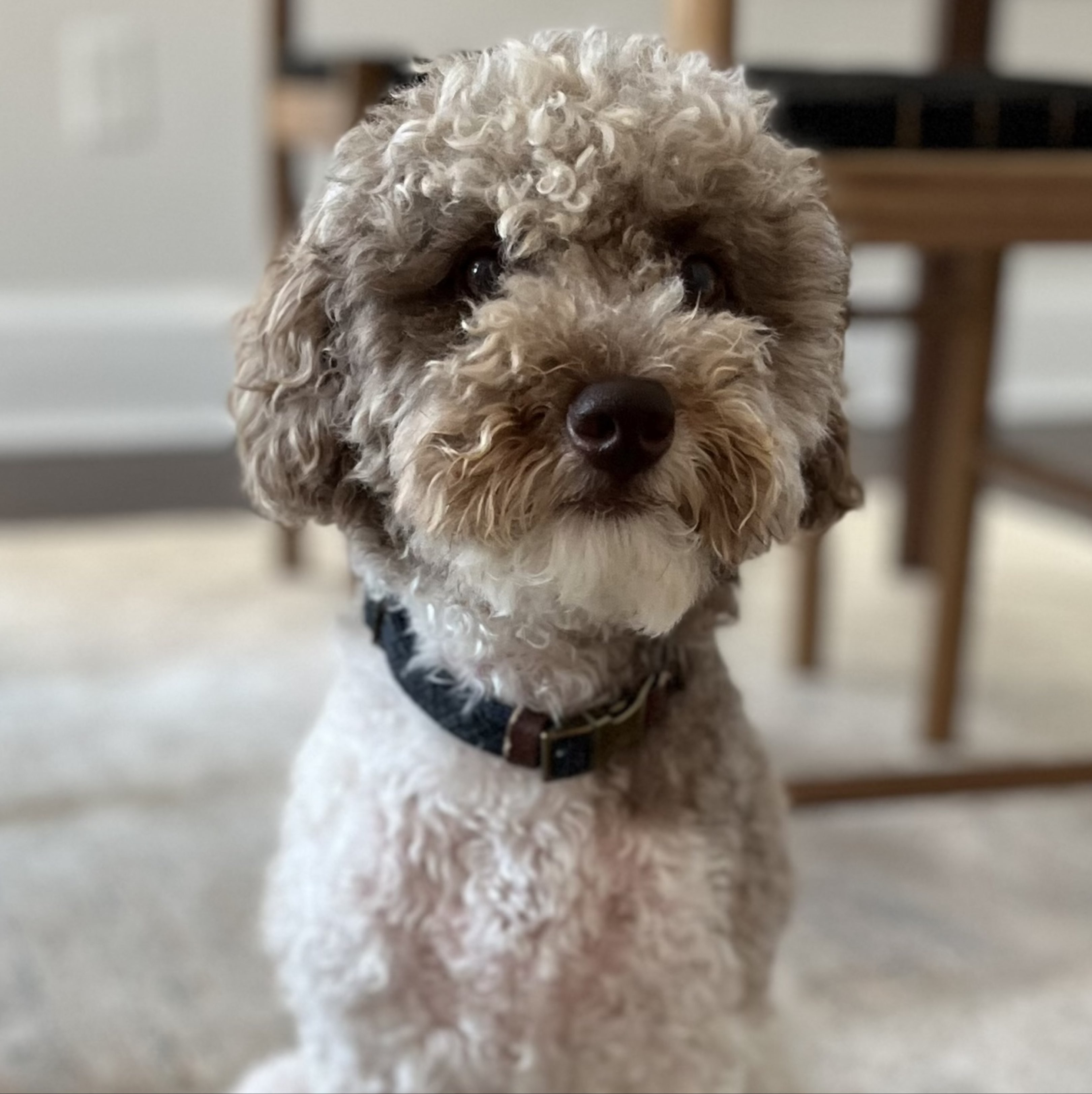 A picture of Daruk, a 4 years 6 months old Other dog.