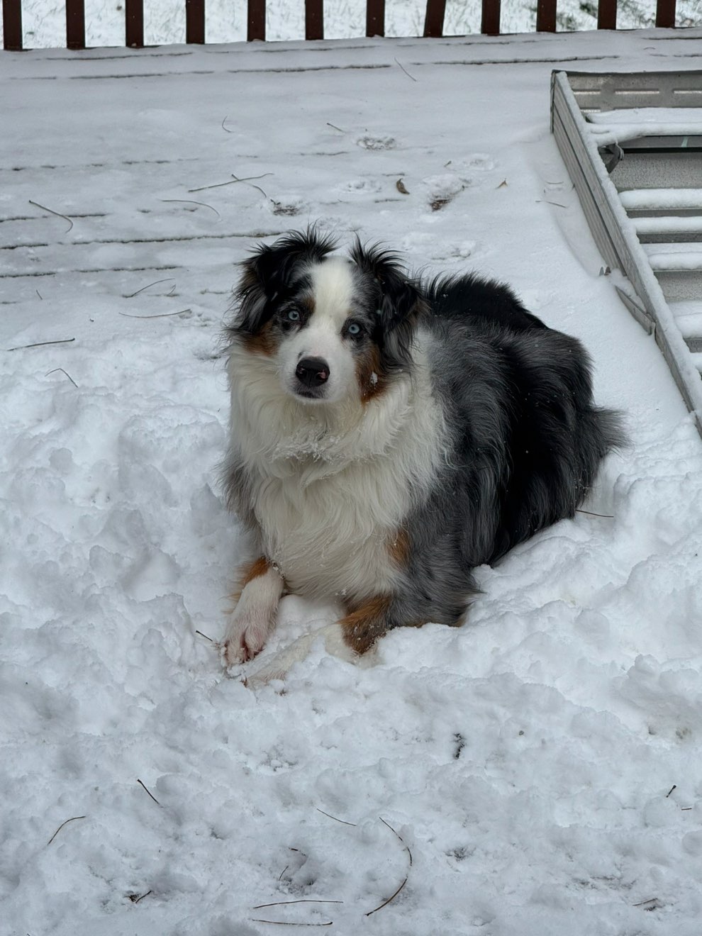 A picture of Cordie, a 5 years 4 months old Other dog.