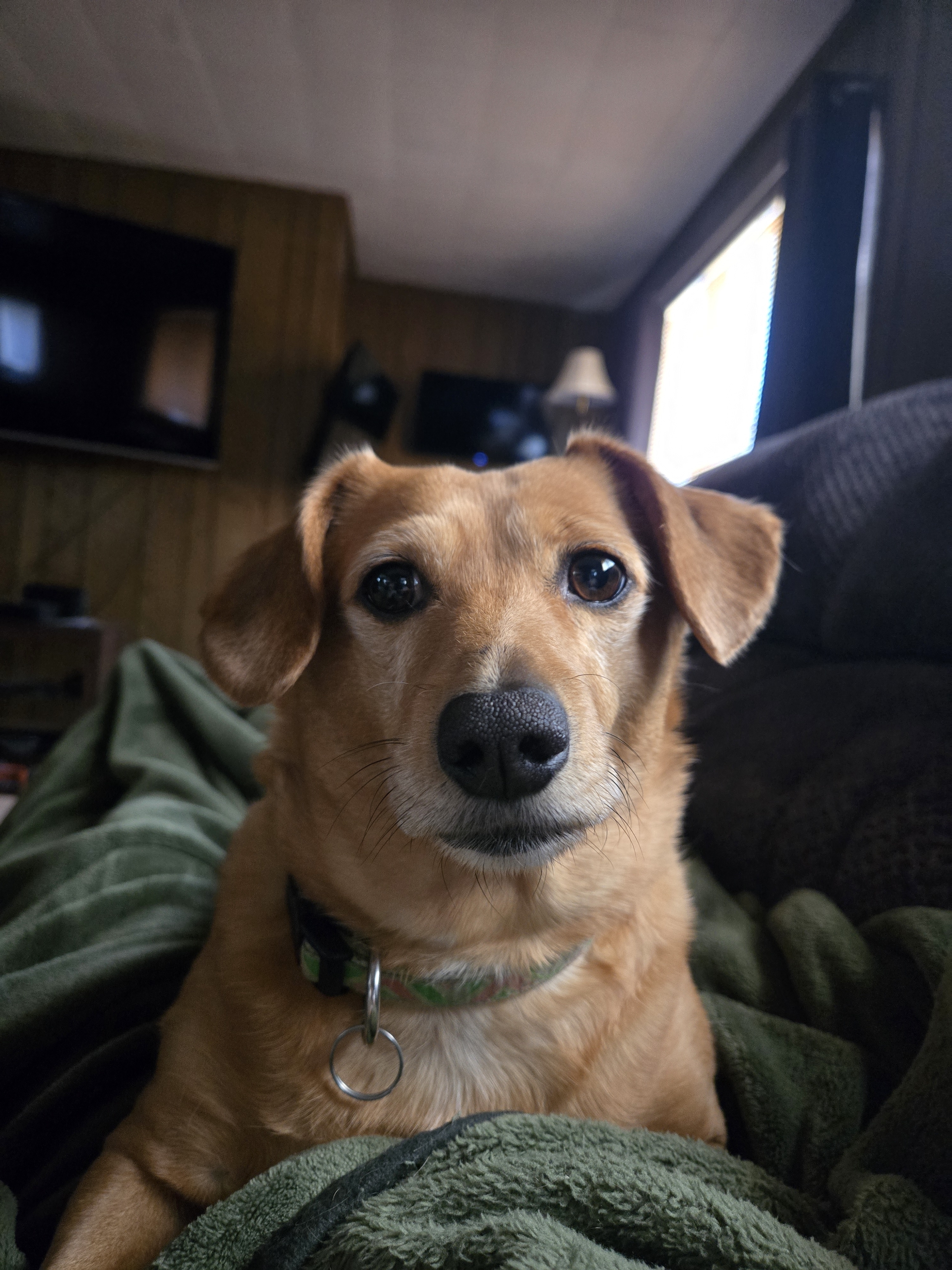 A picture of Gwen, a 7 years 2 months old Other Mix dog.