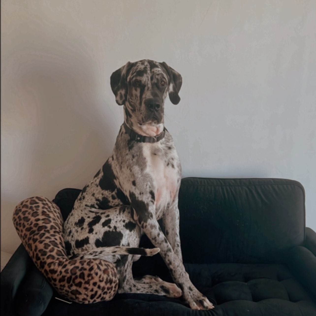 A picture of VooDoo, a 1 year 2 months old Other dog.