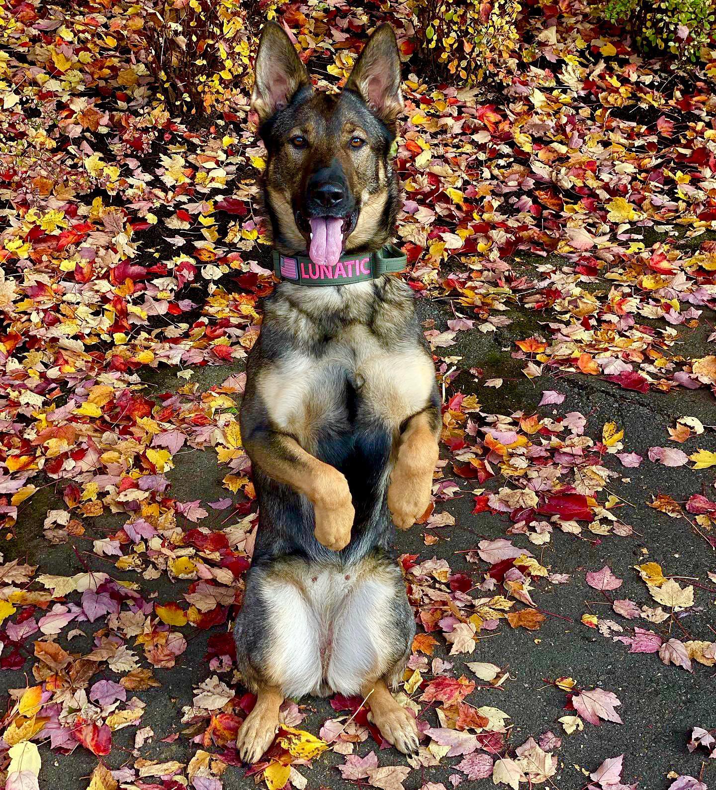 A picture of Lunatic, a 5 years 3 months old Other dog.