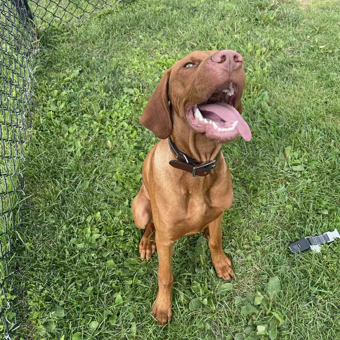 A picture of Koho, a 3 years 6 months old Other dog.