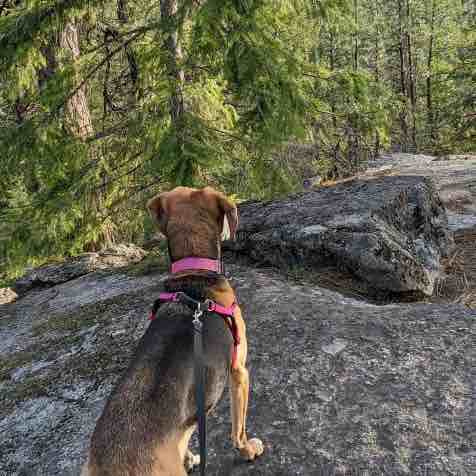 A picture of Junie, a 13 years 11 months old Other Mix dog.