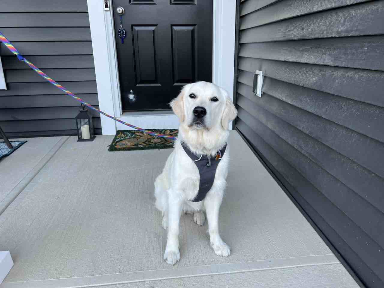 A picture of Juniper, a 3 years 2 months old Other dog.