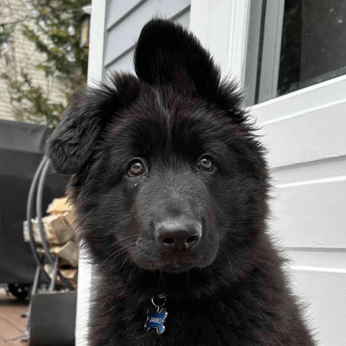 A picture of Jambo, a 2 years 9 months old Other dog.