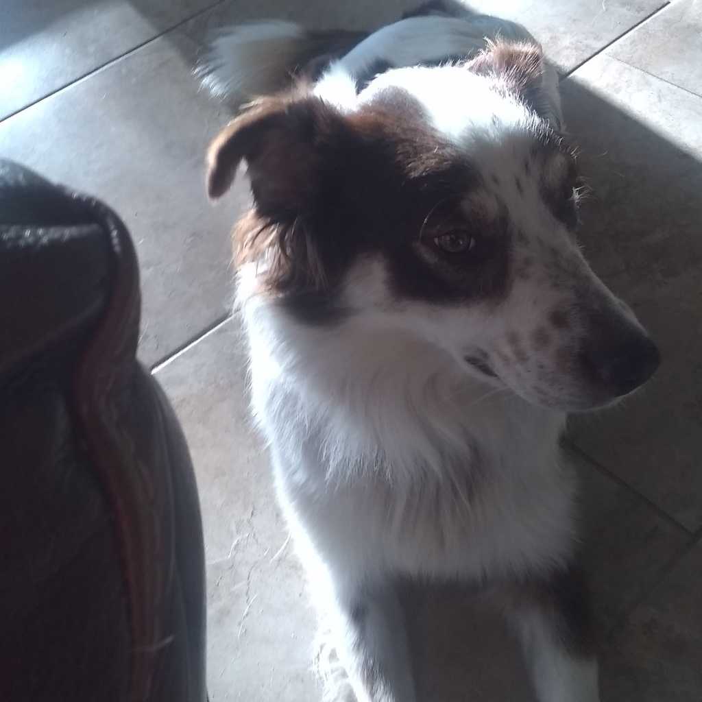 A picture of Freckles, a 5 years 9 months old Other Mix dog.