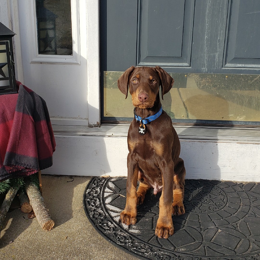 A picture of Dante El Diablo, a 3 years 9 months old Other dog.