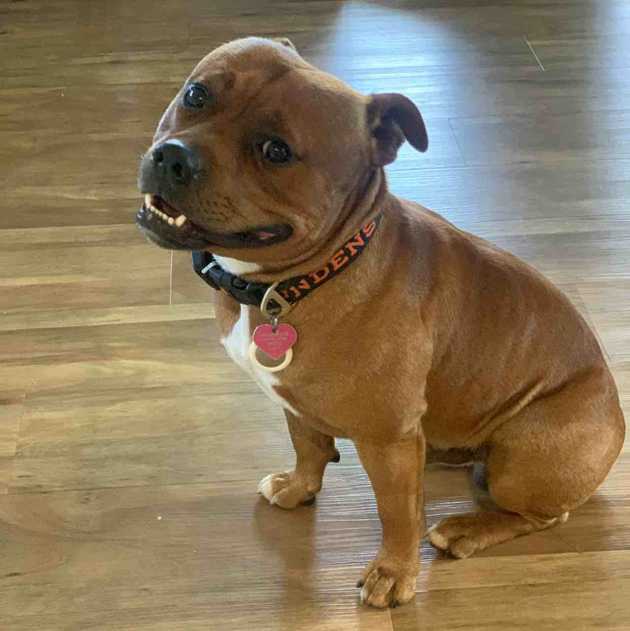 A picture of OG Bobby Johnson, a 4 years 5 months old Other dog.