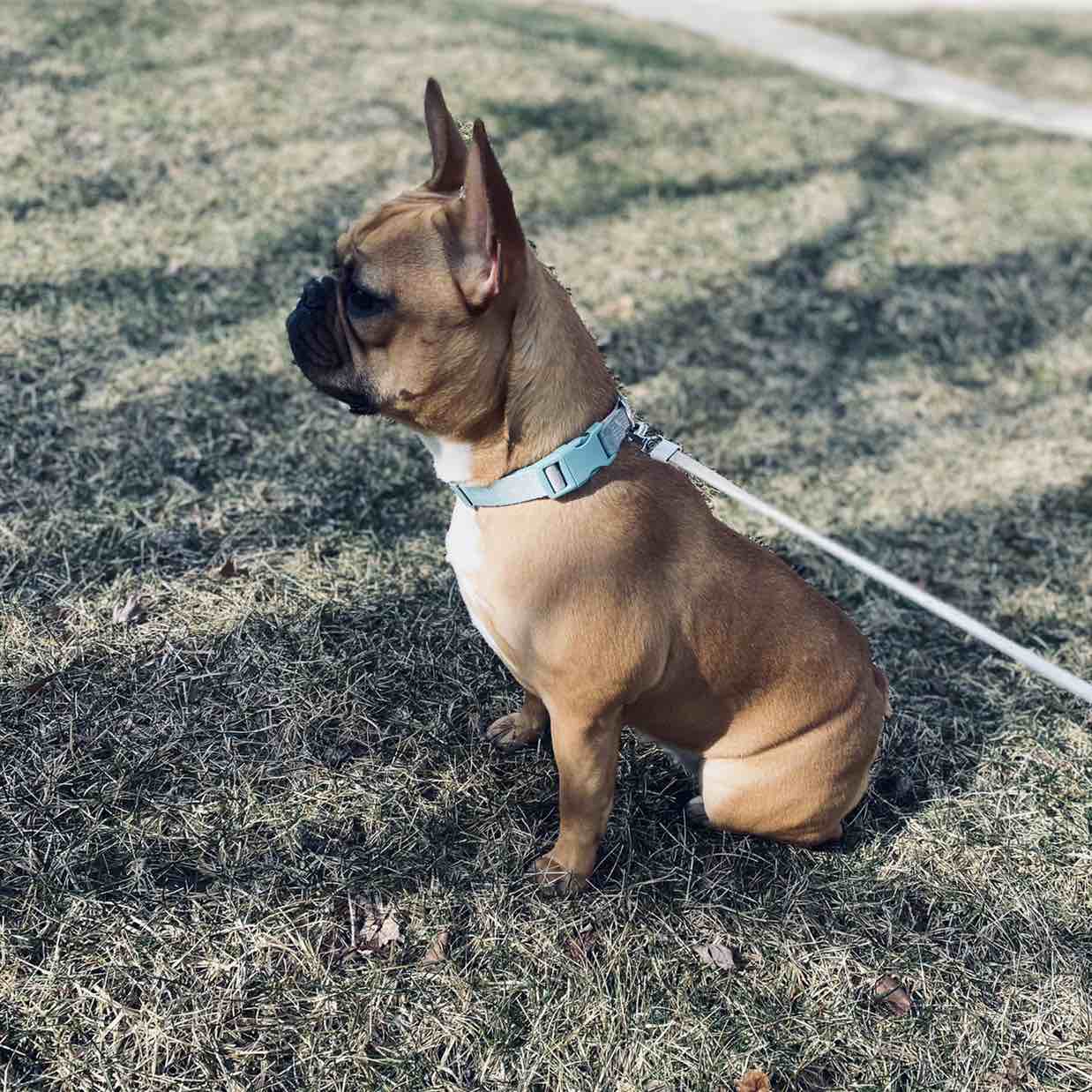 A picture of Canela, a 4 years 5 months old Other dog.