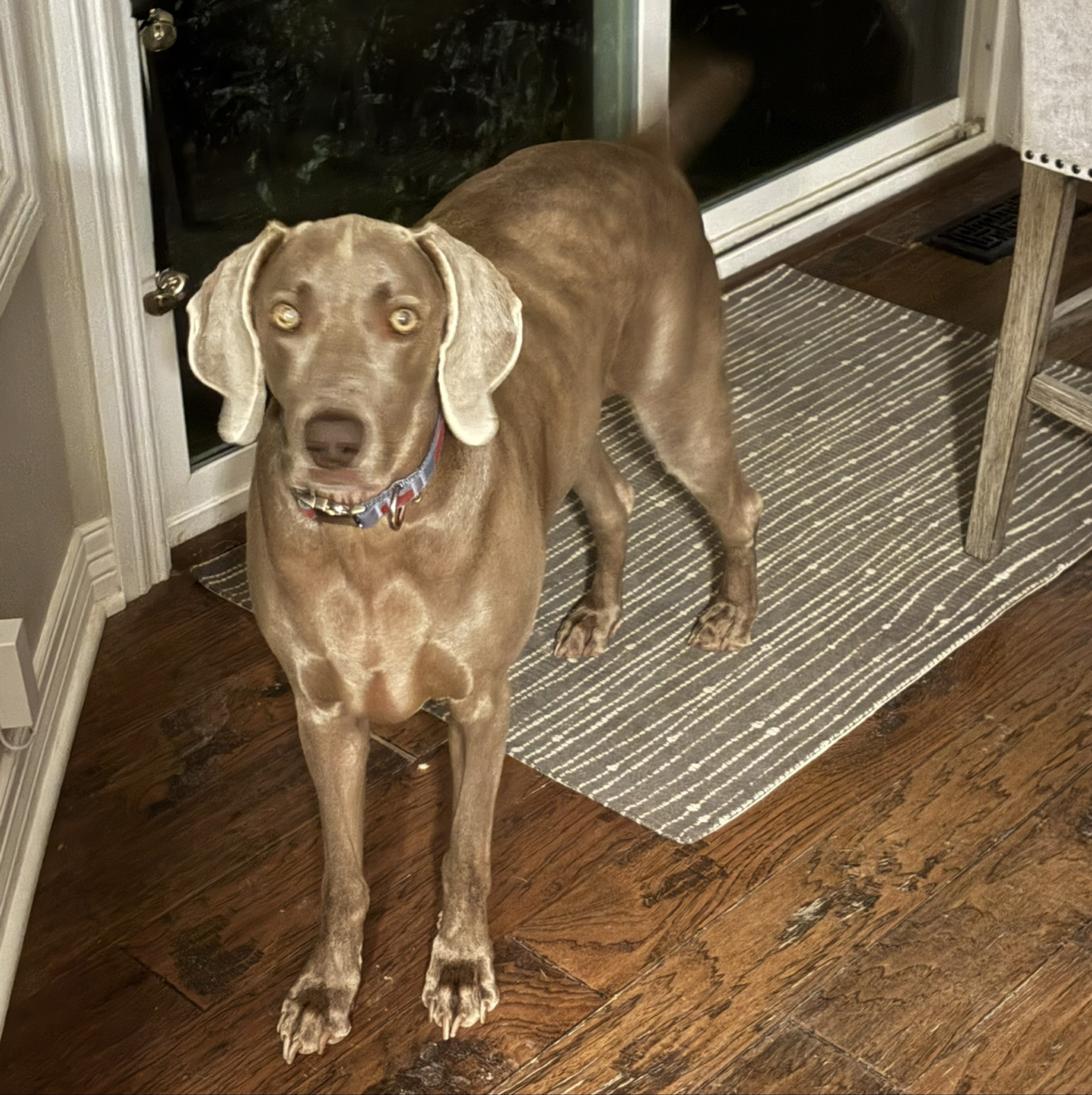 A picture of Luna, a 2 years 10 months old Other dog.