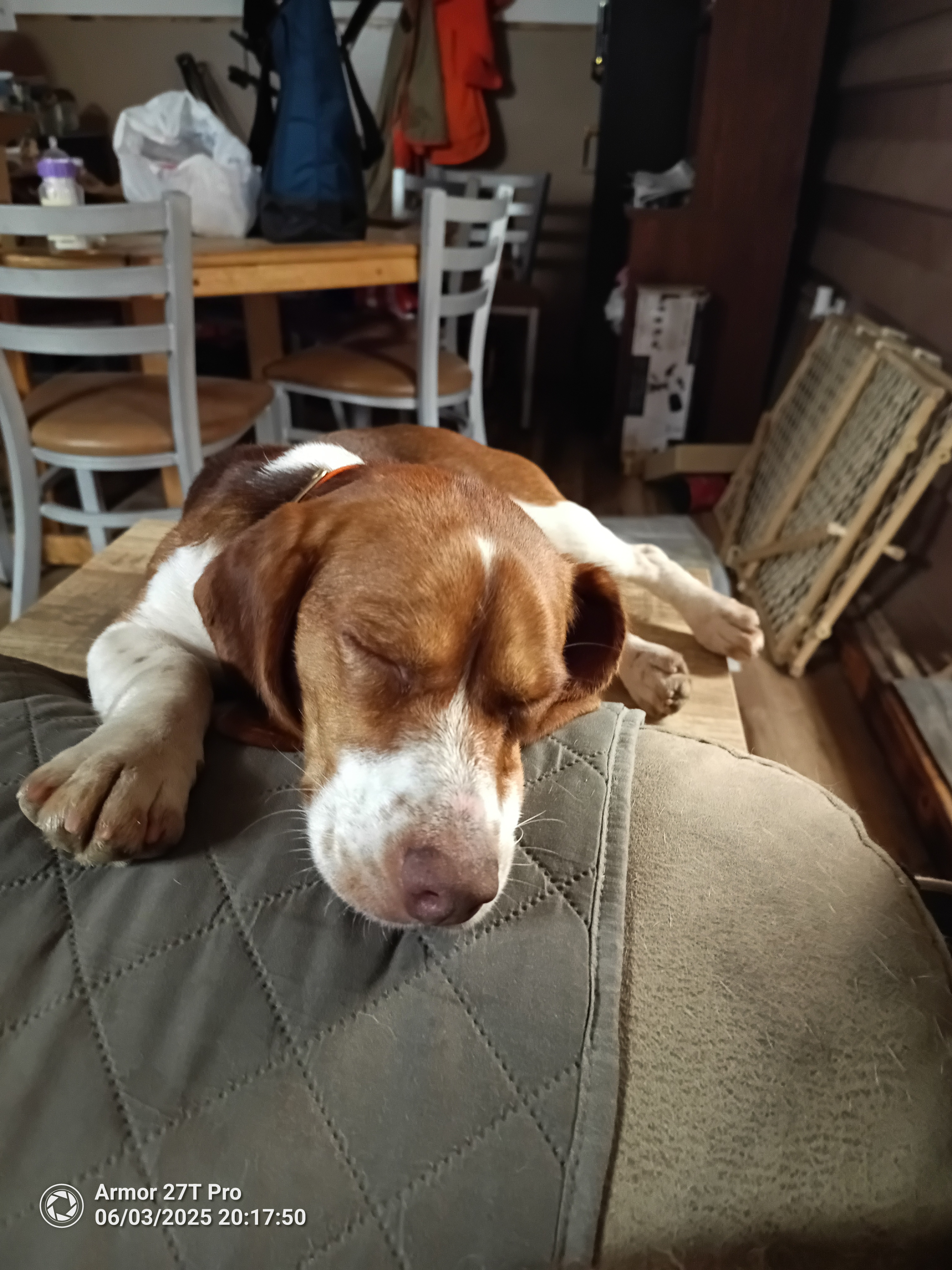A picture of Boscoe, a 2 years old Other dog.