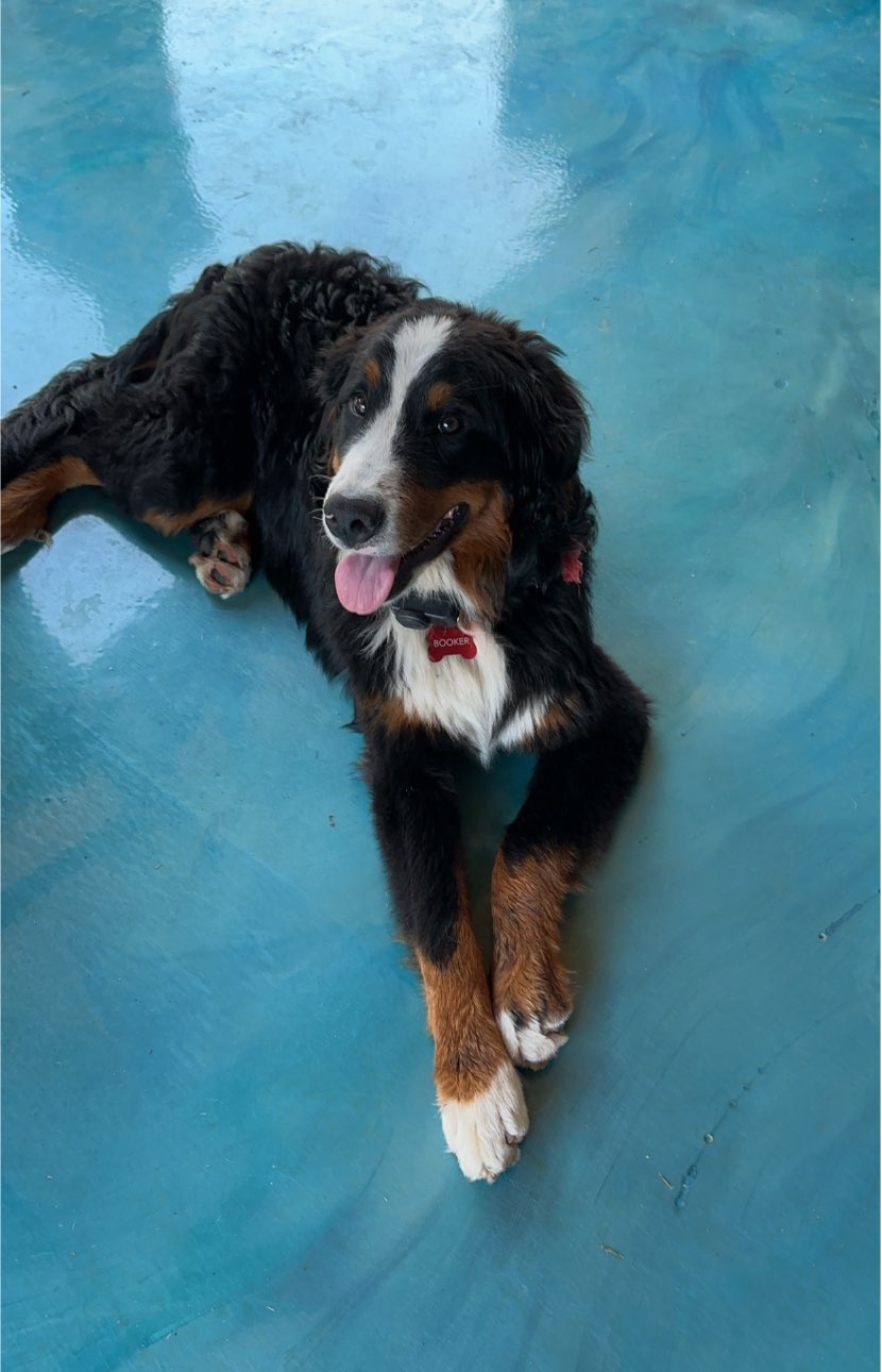 A picture of Booker, a 1 year 8 months old Other dog.