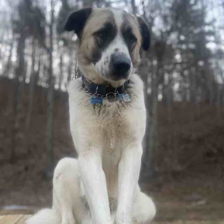 Great Pyrenees Akita Anatolian Shepherd Mix Buy Great Pyrenees