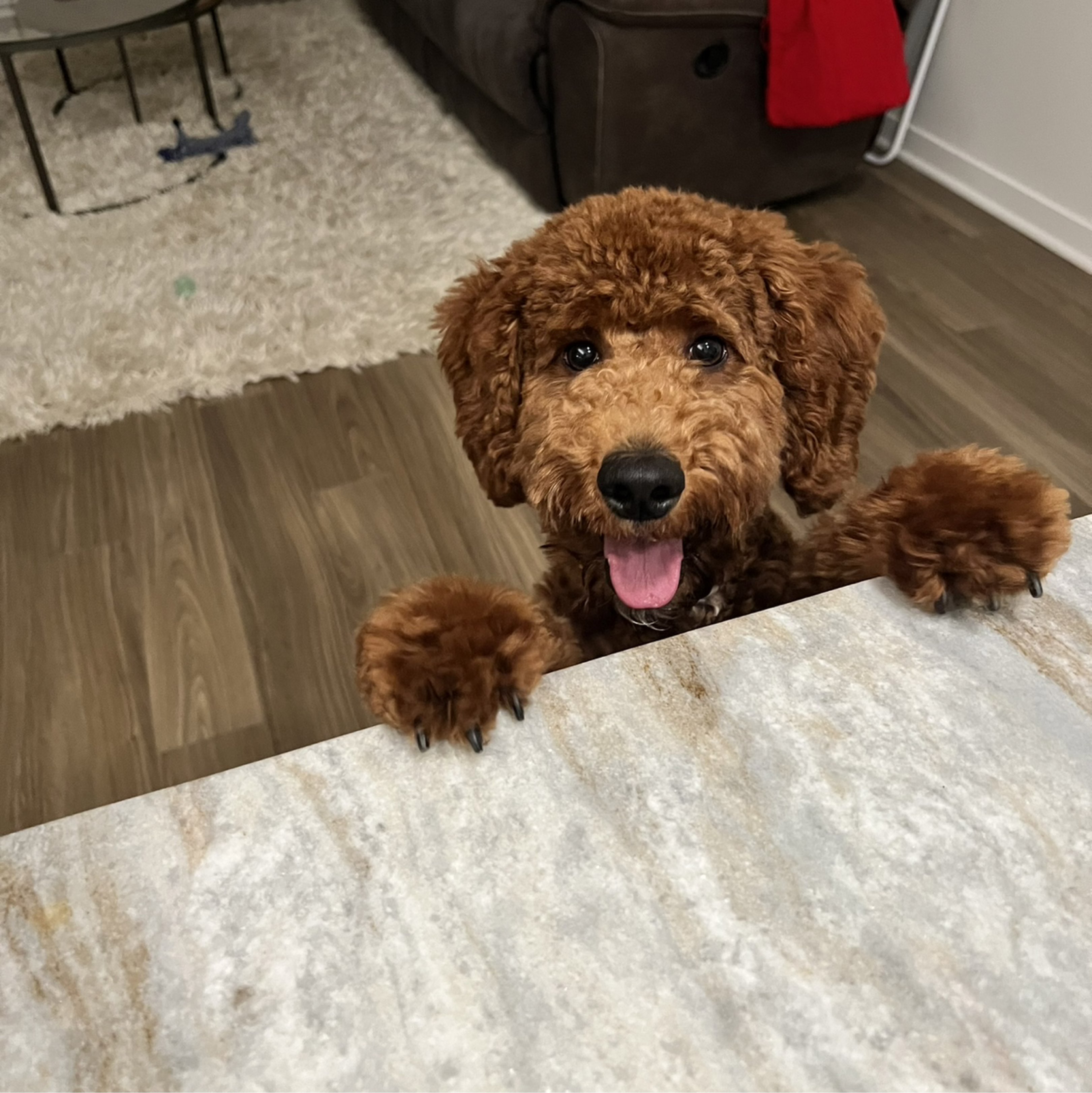 A picture of Finn, a 1 year 5 months old Other Mix dog.