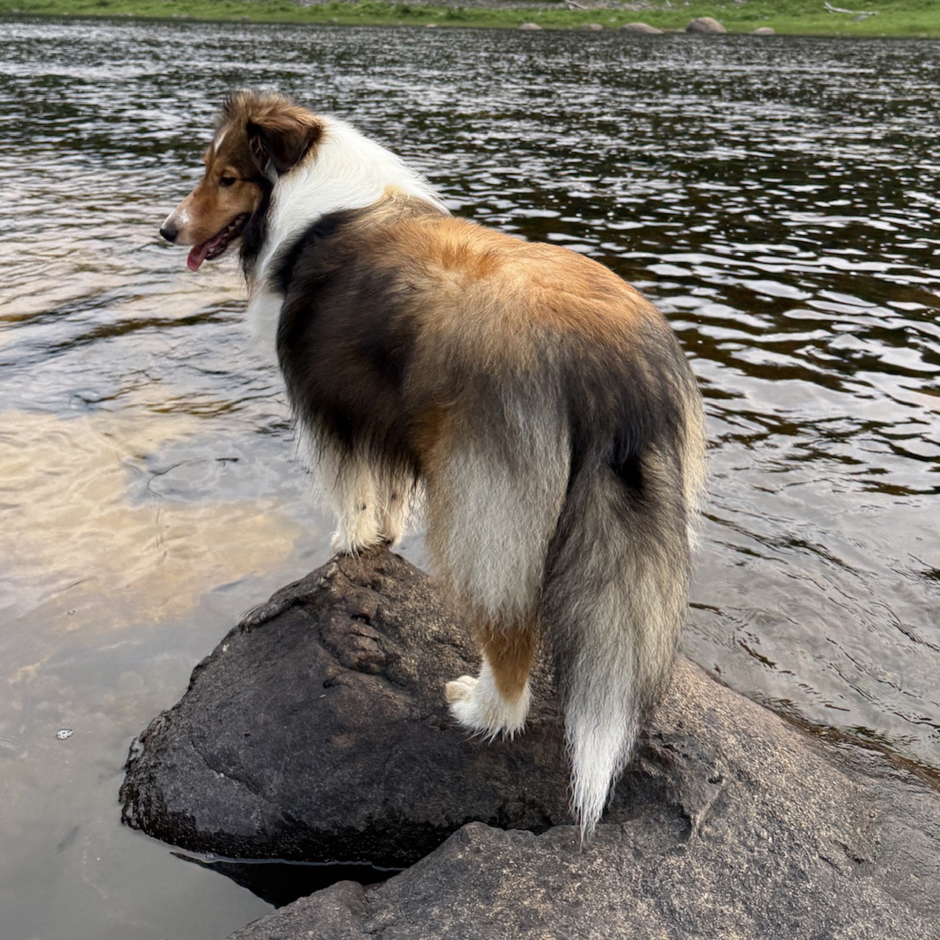 A picture of Tilly, a 10 months old Other dog.