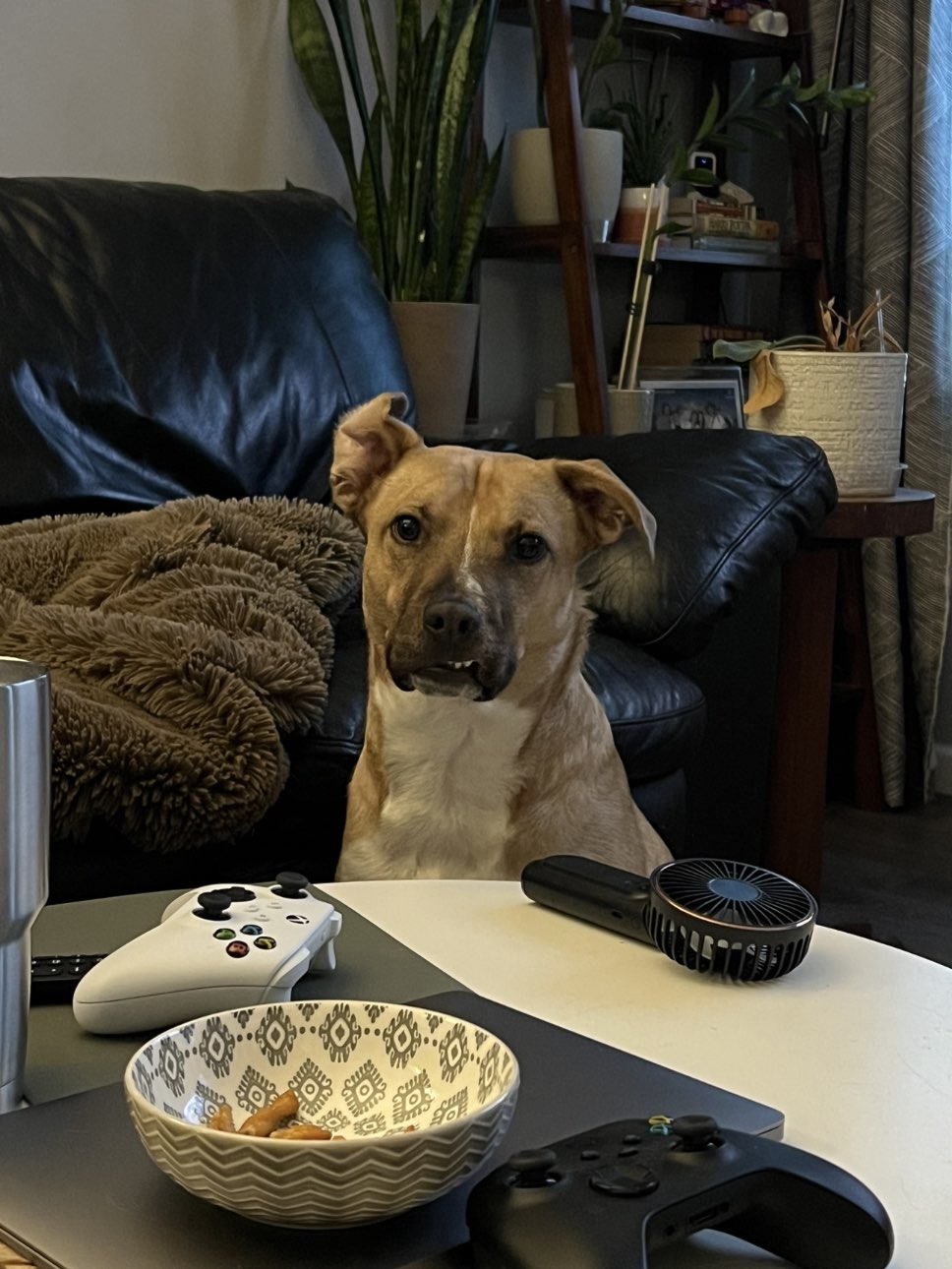 A picture of Clive, a 3 years 8 months old Other dog.