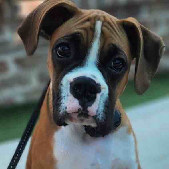 A picture of Preston, a 2 years 4 months old Other dog.