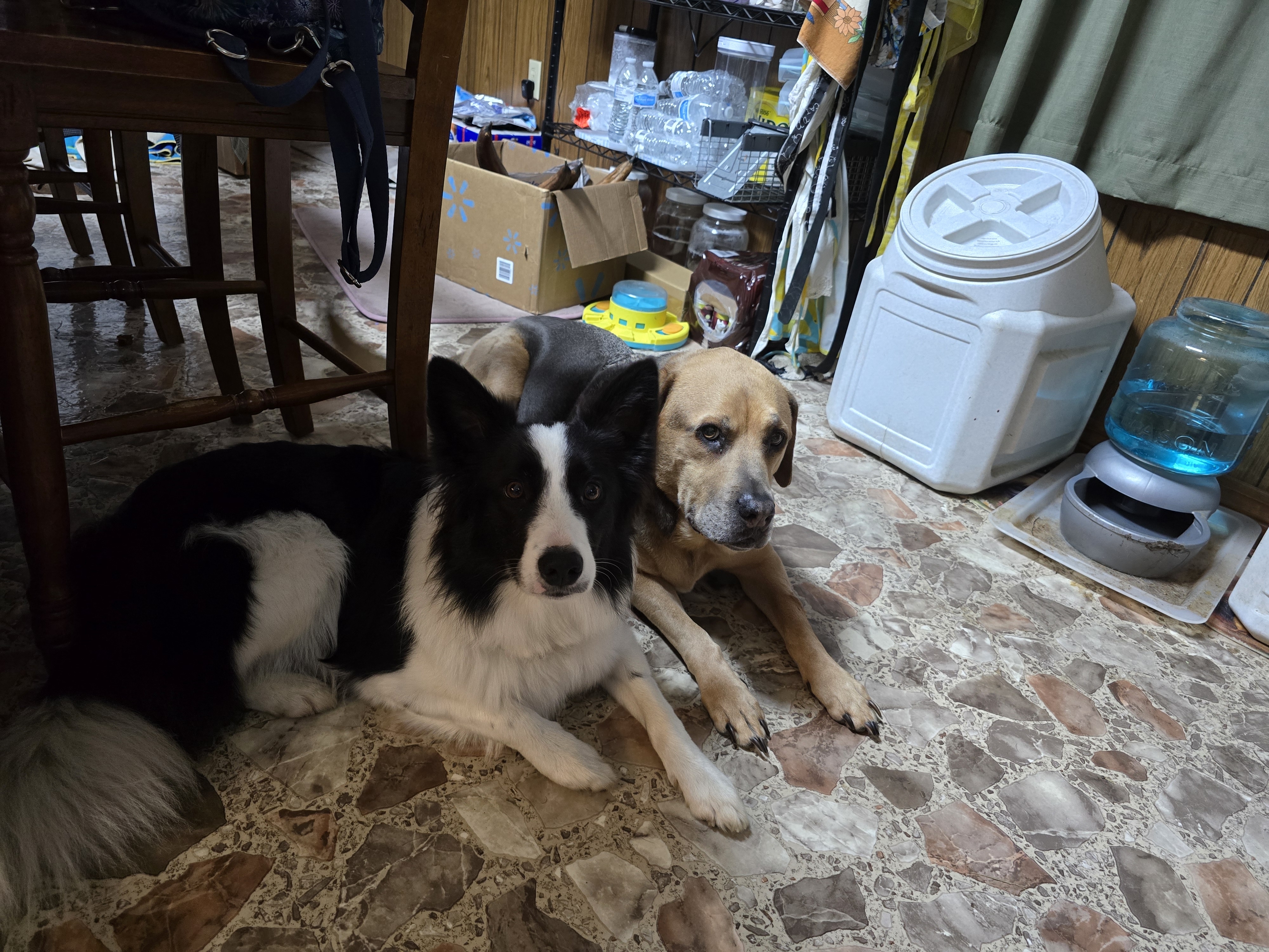 A picture of Bella Rose, a 3 years 7 months old Other dog.