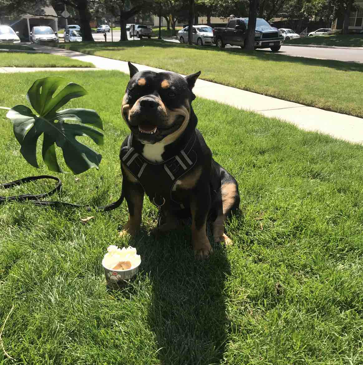 A picture of Damien, a 5 years 9 months old Other dog.