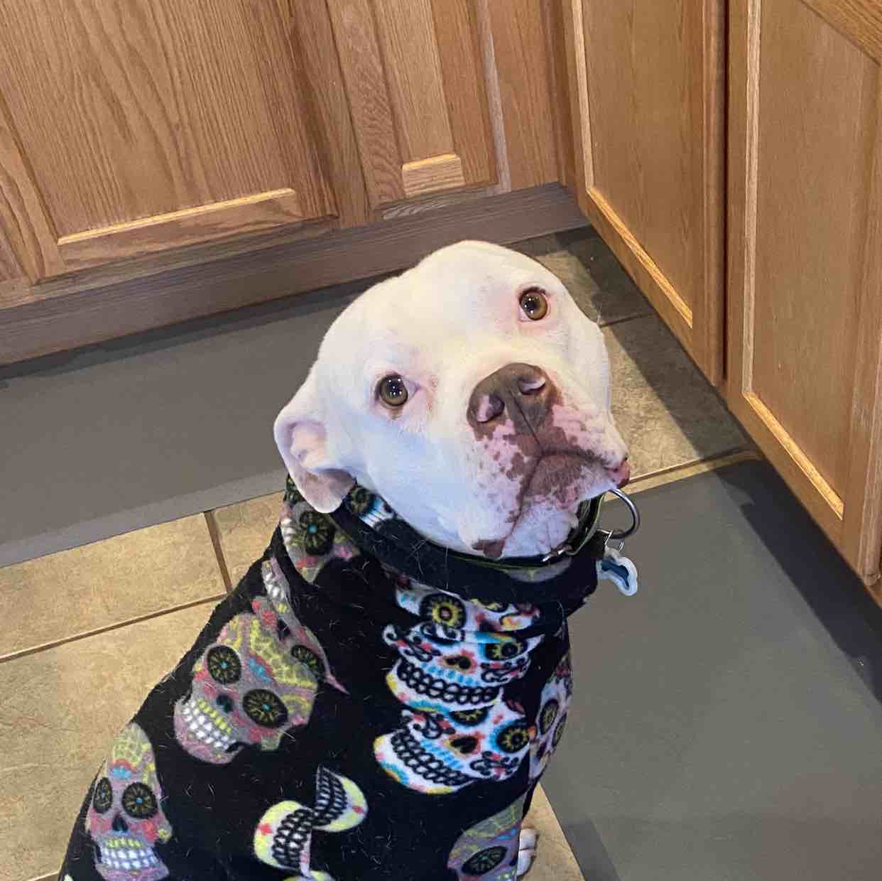 A picture of Lego, a 7 years 9 months old American Bulldog Mix dog.