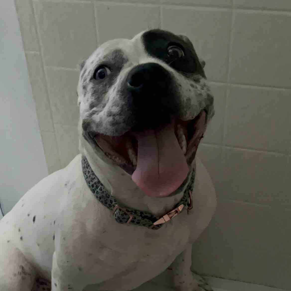 A picture of Jada, a 3 years 10 months old Other Mix dog.