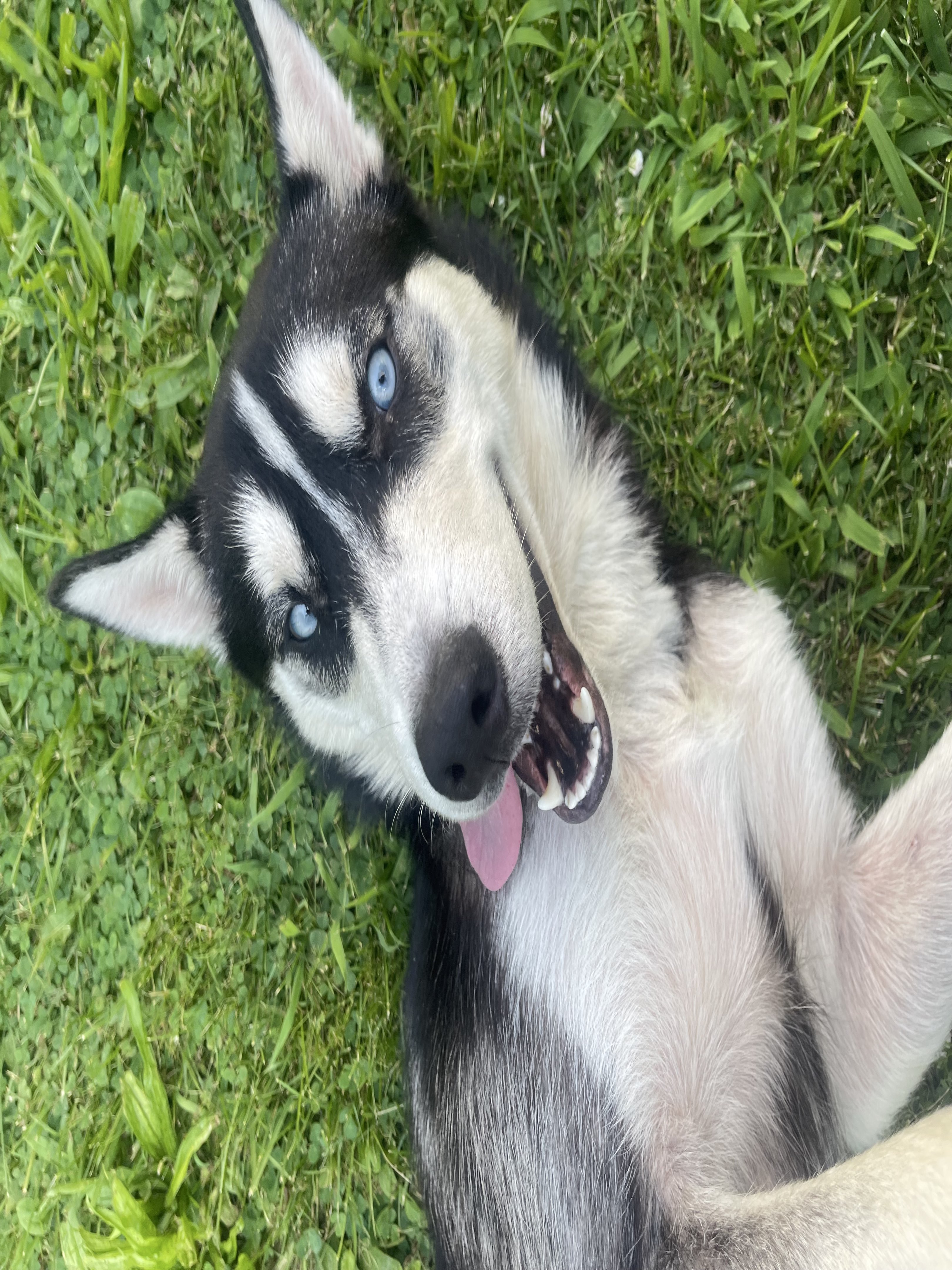 A picture of Apollo, a 1 year 2 months old Other Mix dog.