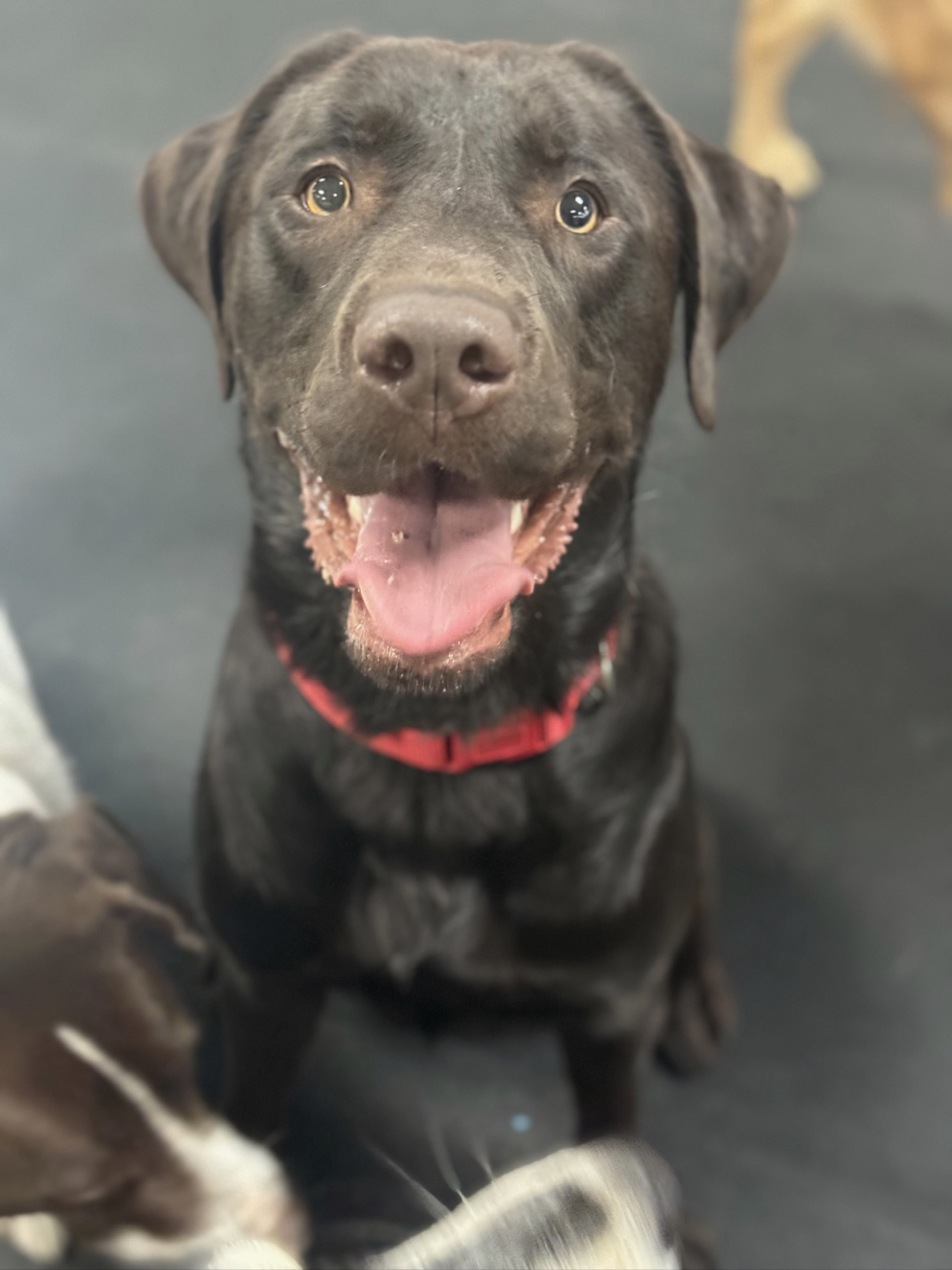 A picture of Ollie, a 2 years 10 months old Other dog.