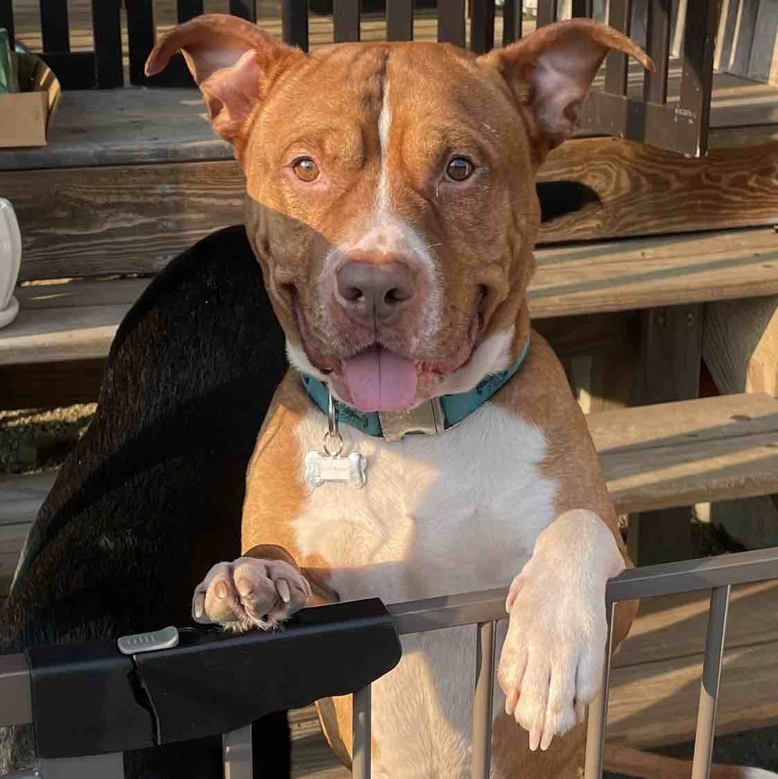 A picture of Superman, a 5 years 8 months old Other Mix dog.