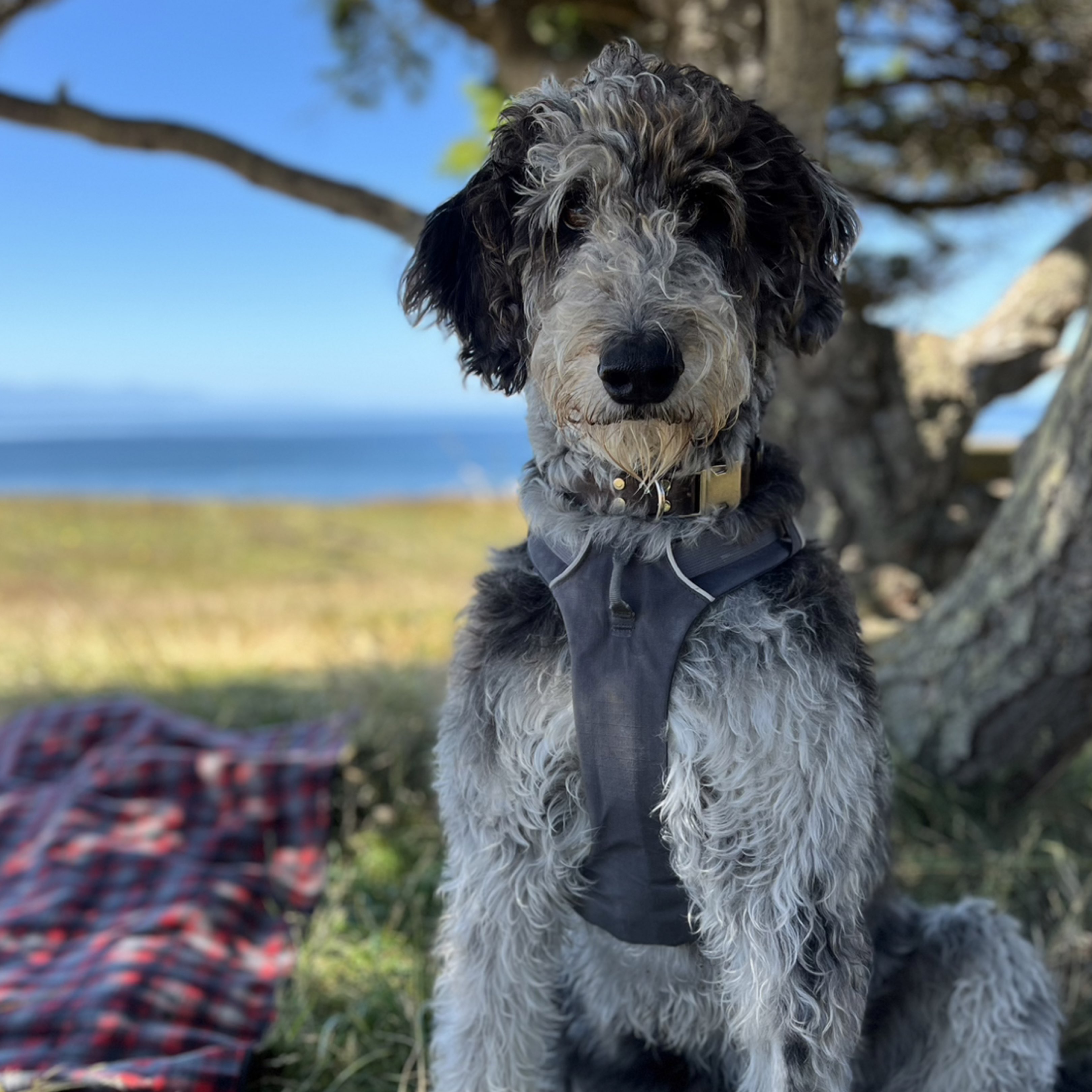 A picture of Willa, a 5 years 4 months old Other Mix dog.