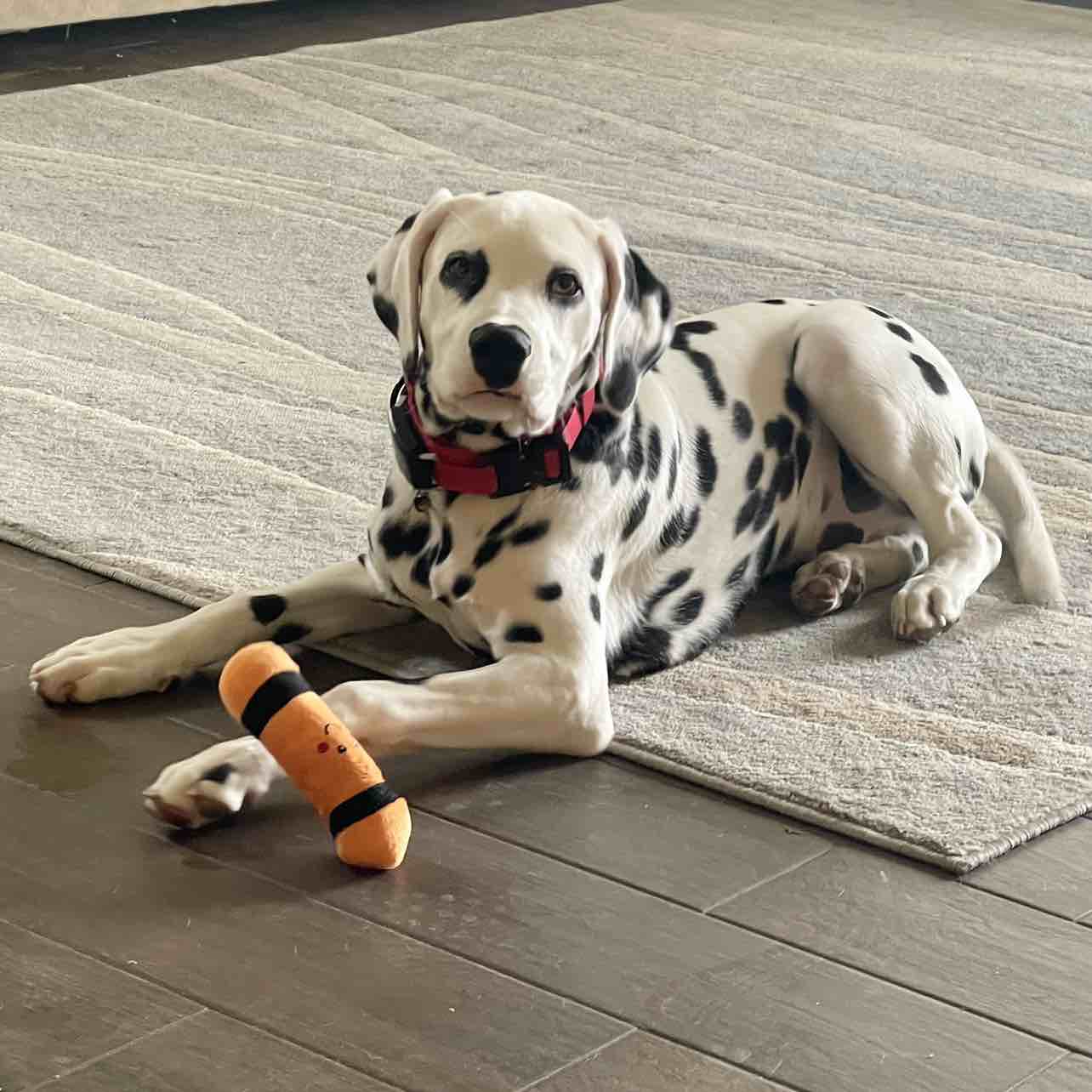 A picture of Bandit, a 3 years 9 months old Other dog.