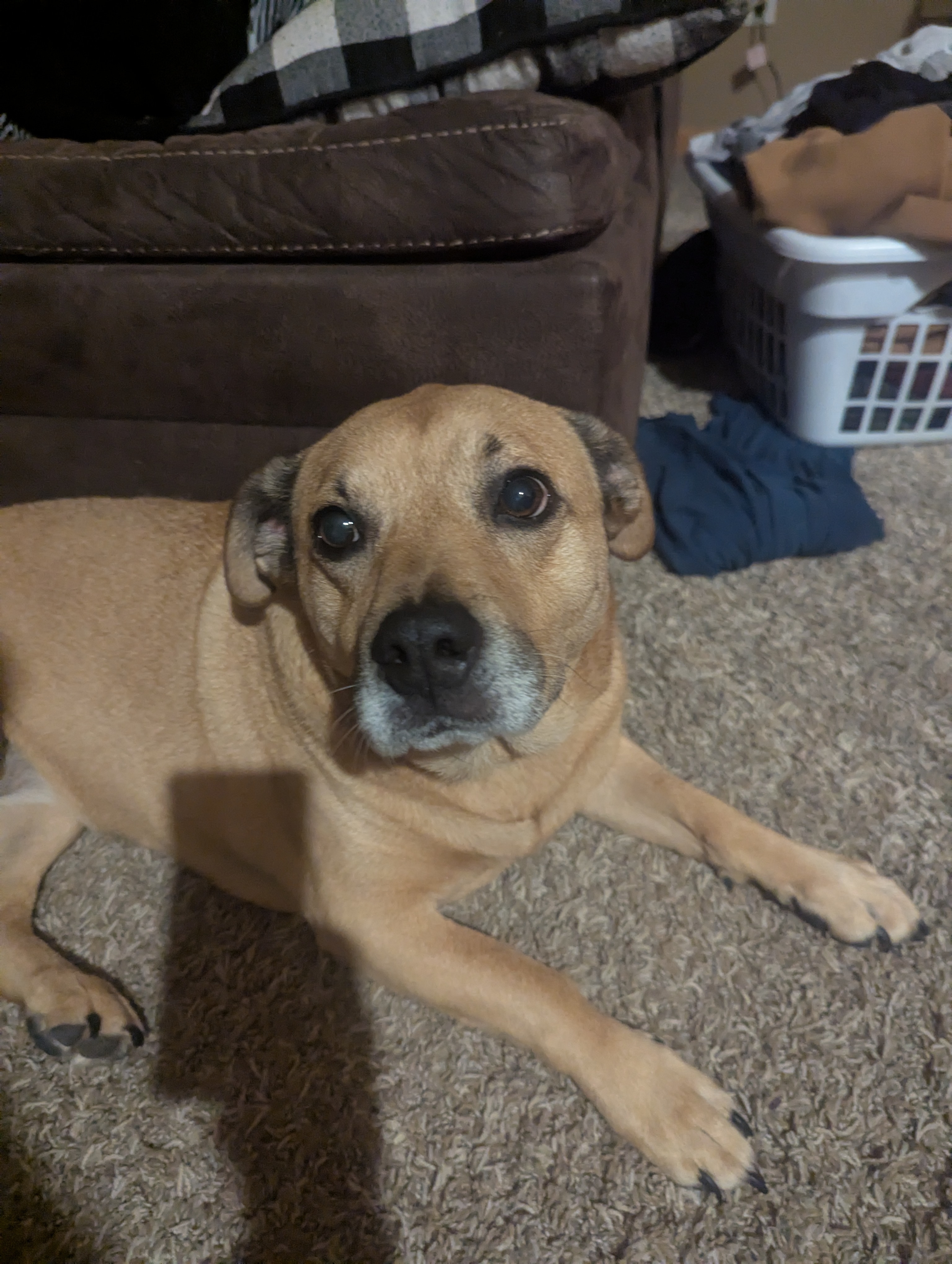 A picture of Harley, a 7 years 10 months old Other Mix dog.