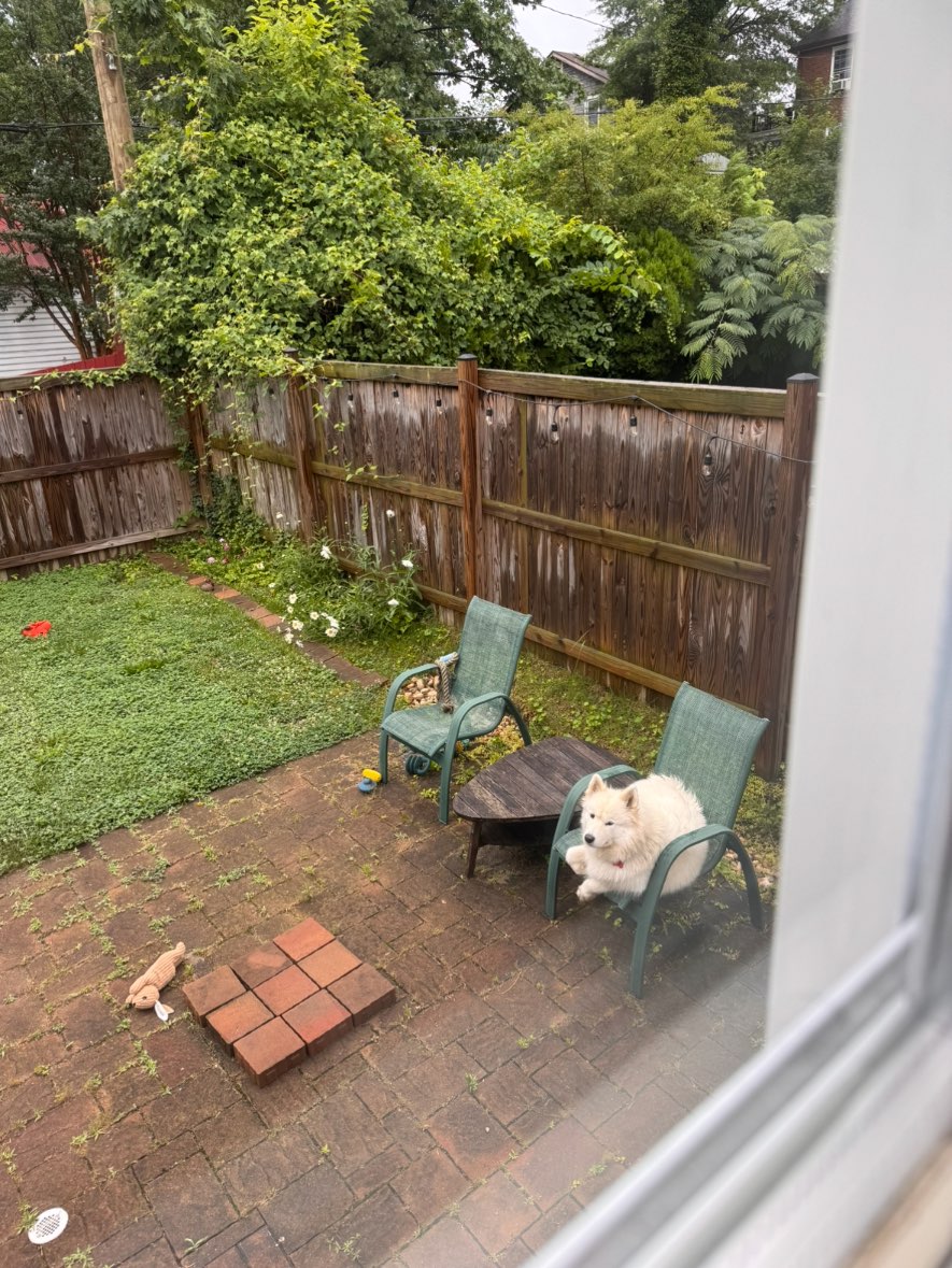 A picture of Joan Pawford, a 3 years 1 month old Other dog.