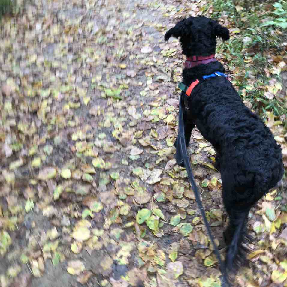 A picture of Commie, a 4 years 10 months old Other dog.