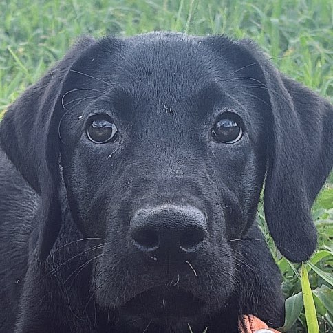 A picture of Reef, a 4 months old Other dog.