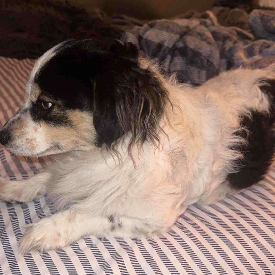 A picture of Baki, a 4 years 10 months old Other Mix dog.