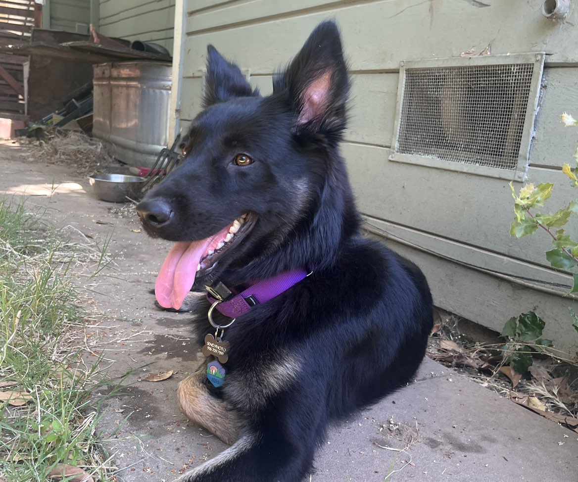 A picture of Phoebe, a 1 year old Other Mix dog.