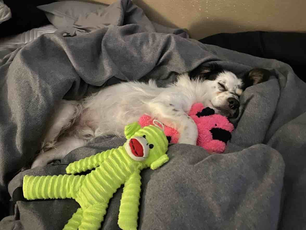 A picture of Baki, a 4 years 10 months old Other Mix dog.